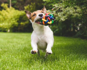 Why Play Is So Important for Dogs