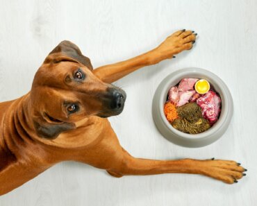 3 Raw Dog Food Diets and How to Get Started