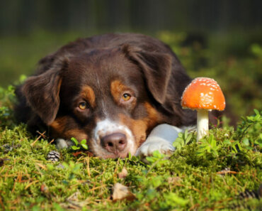 Behavioral Problems? There’s a Mushroom for That!