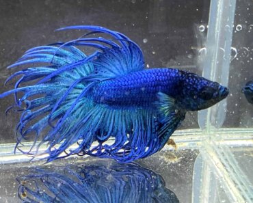 Betta Fish Black Gills – How To Tell When There’s a Problem