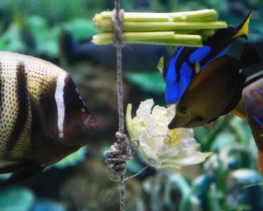 Can Fish Eat Lettuce? Incorporating Greens Into Fish Diets