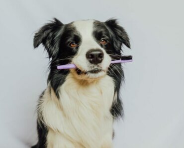 Dental Care for Every Stage of Your Dog or Cat’s Life