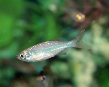 Discovering Giant Danio: A Colorful and Hardy Fish Species