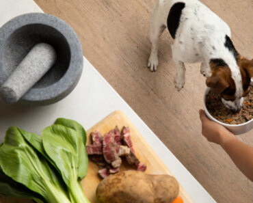 Food as Medicine: Go Beyond Kibble with Chi Dog