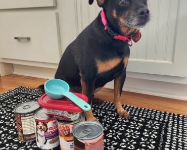 How Much Canned Food to Feed a Dog?