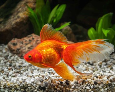 How To Tell if a Goldfish Is Pregnant – Our Helpful Guide