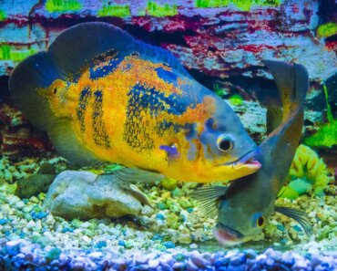 Is Your Oscar Fish Skin Peeling Off? – Causes and Solutions