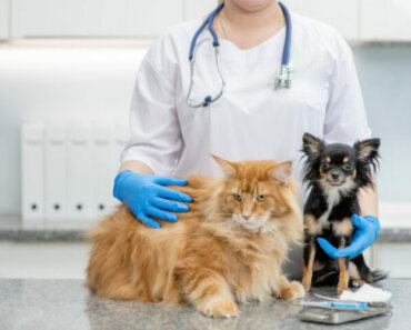 Pain-Free Diabetes Testing for Dogs and Cats
