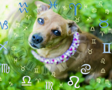 The Animal Astrology Guide to Dogs and Cats