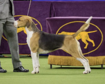 Top 10 Rare Dog Breeds in the U.S. for 2022