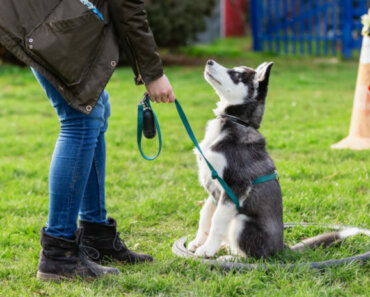 Top 5 Training Tips for New Dogs