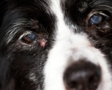 Types of Cysts on Dogs and How to Treat Them