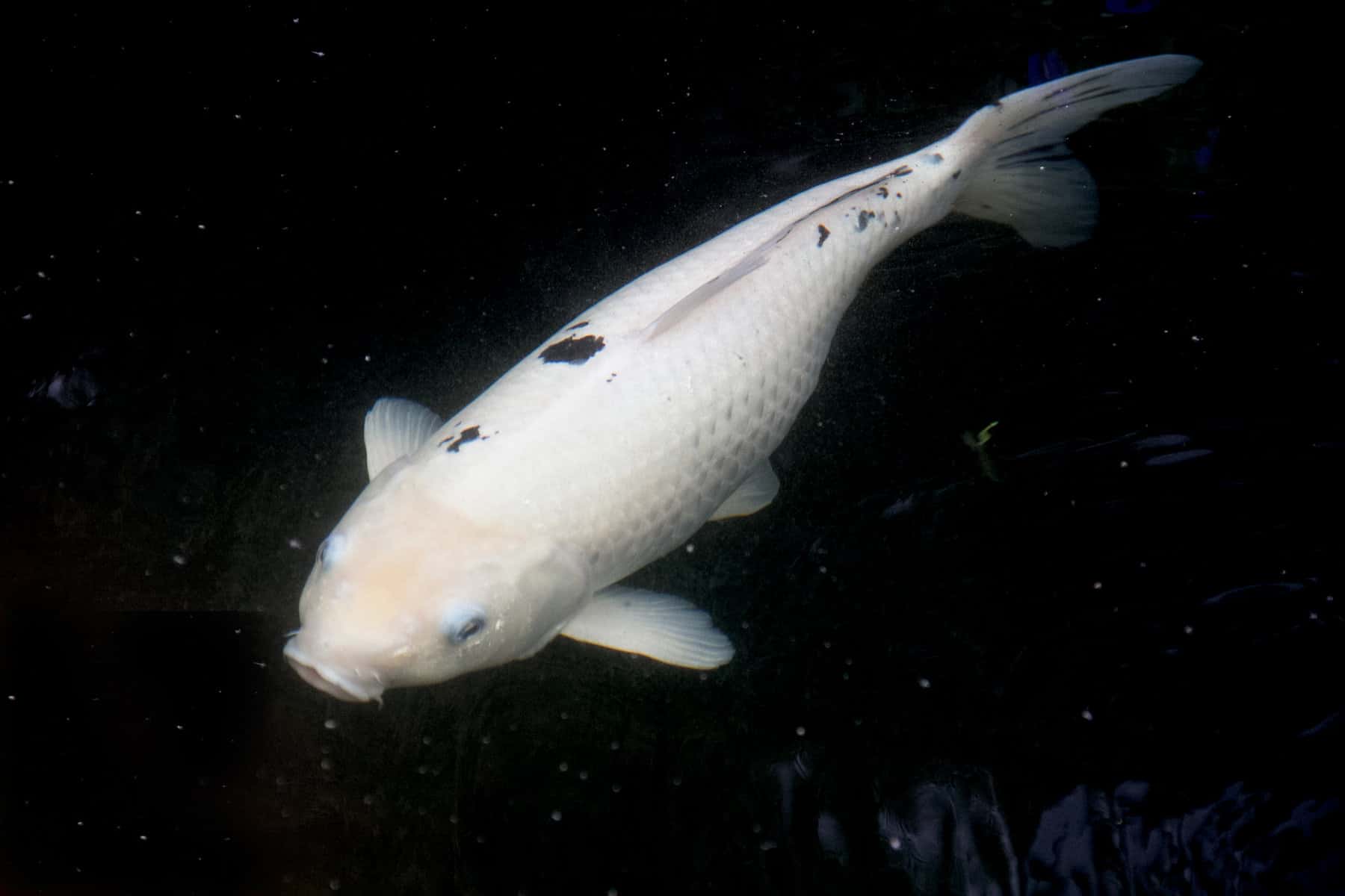 Bekko Koi Fish