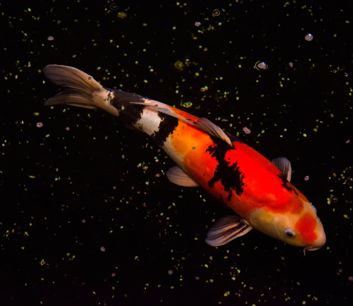 Utsurimono Koi Fish