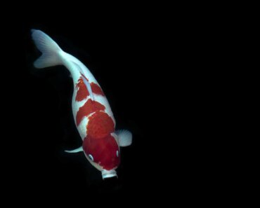 Types of Koi – Let’s Explore These Fascinating Fish