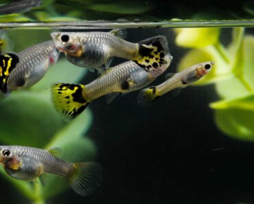 Understanding Guppy Bent Spine: Causes and Solutions