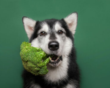 Why Feed Your Dog Vegan Treats