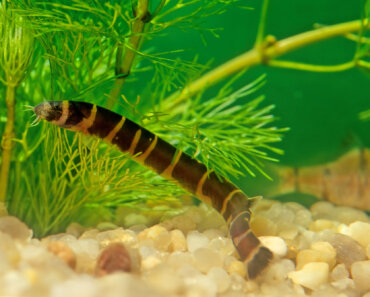10 Fascinating Fish That Burrow in the Sand: Let’s Dig in!
