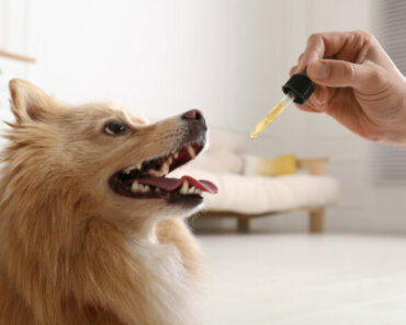 Can CBD Help with Your Dog’s Dental Health?