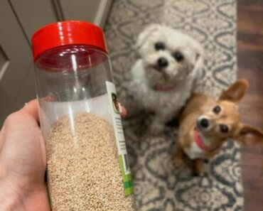 Can Dogs Eat Sesame Seeds?
