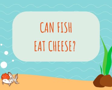 Can Fish Eat Cheese? Dive Into the Aquarist’s Dairy Dilemma