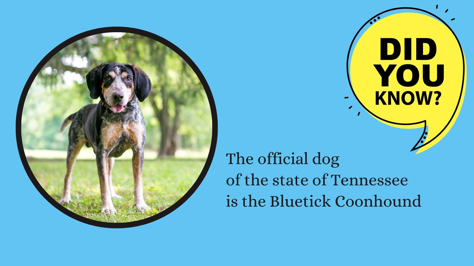 Coon Dog Day Pets For Children