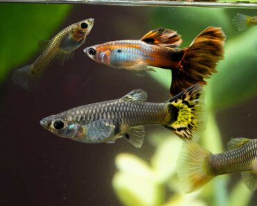 Do Guppies Have Teeth? All You Need to Know