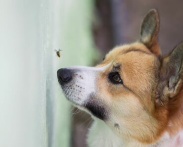 Dog Ate a Bee (and Stung!): What to Do