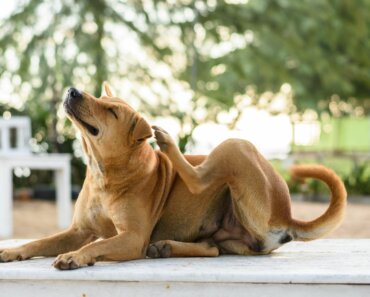 Dog Food Sensitivity: Symptoms and Treatment