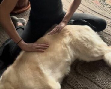 Dog Massage for Arthritis