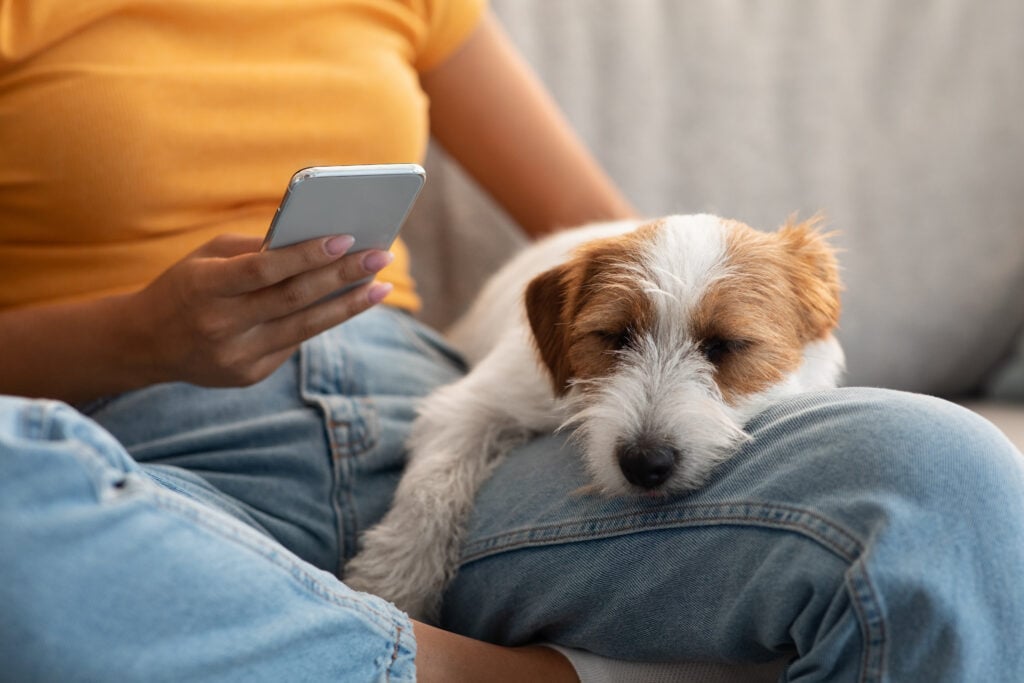 Closeup photo of adorable fluffy jack russel terrier dog sleeping on its owner laps, unrecognizable woman petting puppy resting on her knees while she using cellphone on couch at home, copy space