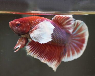 How Many Betta Fish Can Live in a 20-Gallon Tank? A Guide