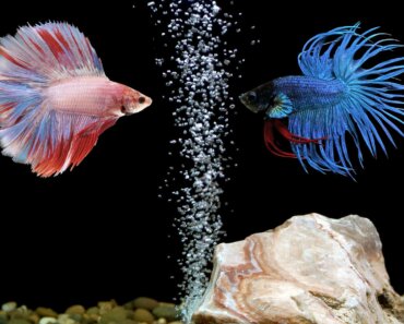 How Many Betta Fish in a 10-Gallon Tank – Our Helpful Guide