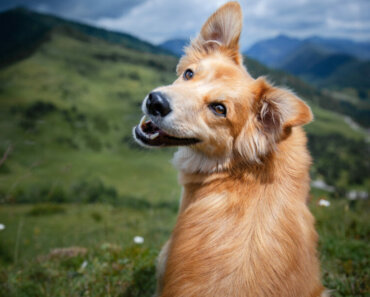How Probiotics Can Improve Dental Health in Dogs