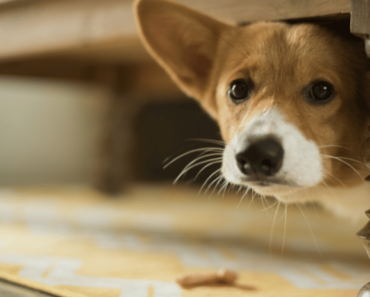 How to Overcome Fearful Behaviors in Dogs