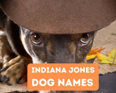Indiana Jones Dog Names