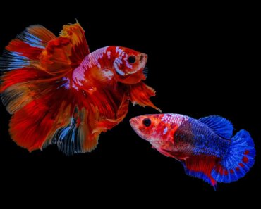 Male vs Female Betta Fish: How To Tell the Difference