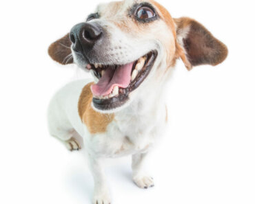 Natural Enzymes: A Revolution in Dog Dental Care!