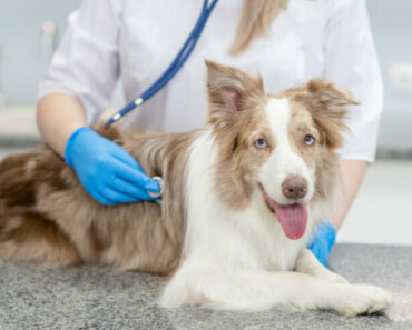 Our Guide to Navigating the Veterinary Shortage