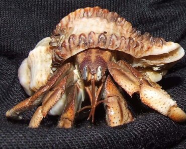 Shelled Pets: A Comprehensive Guide to Hermit Crab Care
