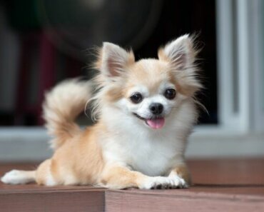 Top 5 Smallest Dog Breeds: Fun Facts and Photos