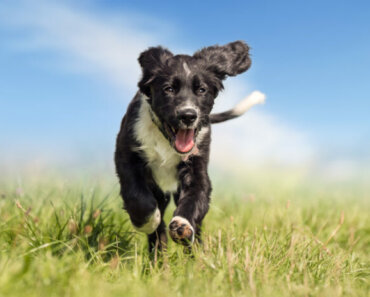 What You Need to Know About Hip and Joint Health for Dogs
