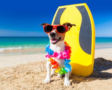 What’s Required to Travel to Hawaii With Your Dog?
