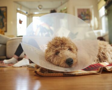 When to Take a Cone Off Dog After Neuter