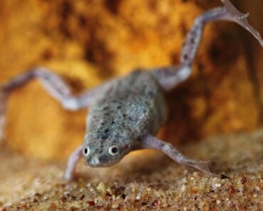 Why Do Frogs Bite Each Other? Exploring Amphibian Behavior
