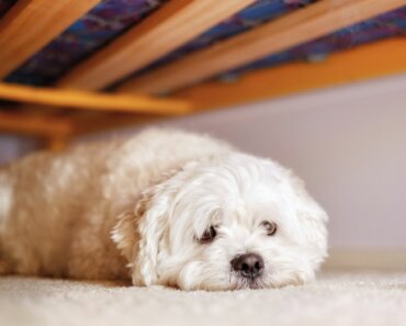 Why Does My Dog Hide Under the Bed?