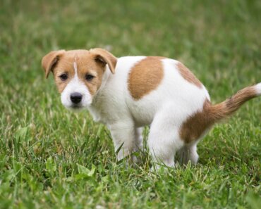 Why Does My Puppy Poop So Much?