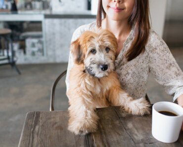 Dog Ate Coffee Grounds: What to Do