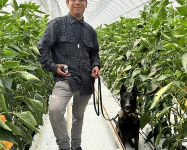 Dogs Sniff Out Pepper Weevils in Commercial Greenhouses