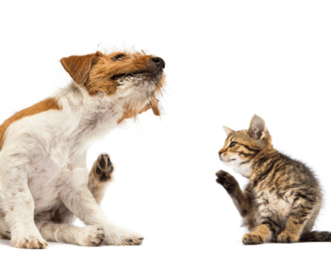 Food Allergies in Pets – Signs, Sources, & Solutions